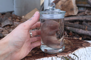 Fetal Beaver Wet Specimen