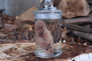 Fetal Beaver Wet Specimen