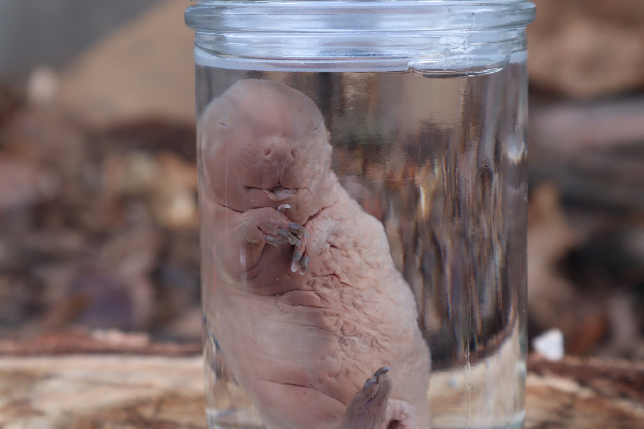 Fetal Beaver Wet Specimen