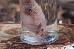 Fetal Beaver Wet Specimen