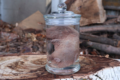 Fetal Beaver Wet Specimen