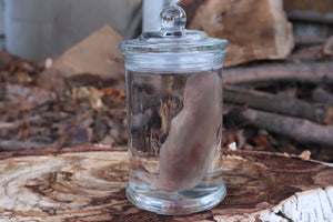 Fetal Beaver Wet Specimen