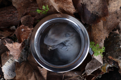 Fetal Raccoon Wet Specimen