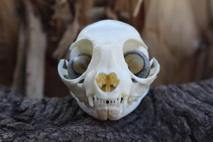 Kitten Skull with Dry Preserved Eyeballs
