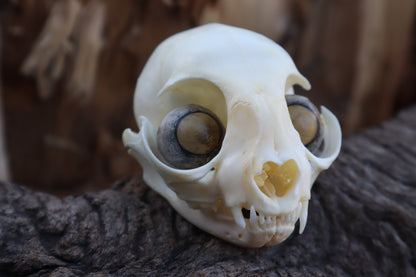Kitten Skull with Dry Preserved Eyeballs