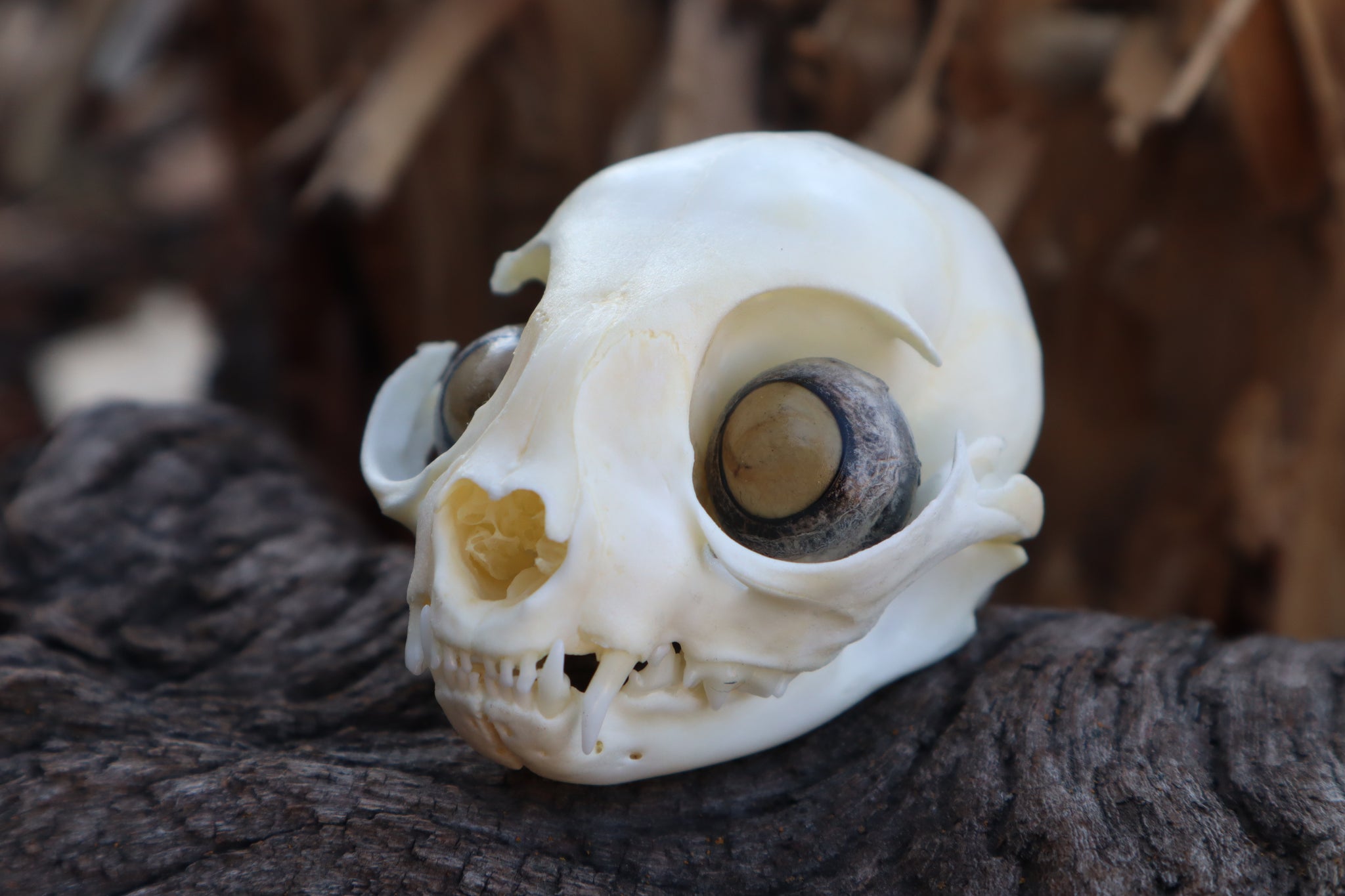 Kitten Skull with Dry Preserved Eyeballs