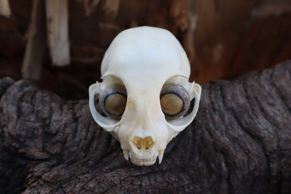 Kitten Skull with Dry Preserved Eyeballs