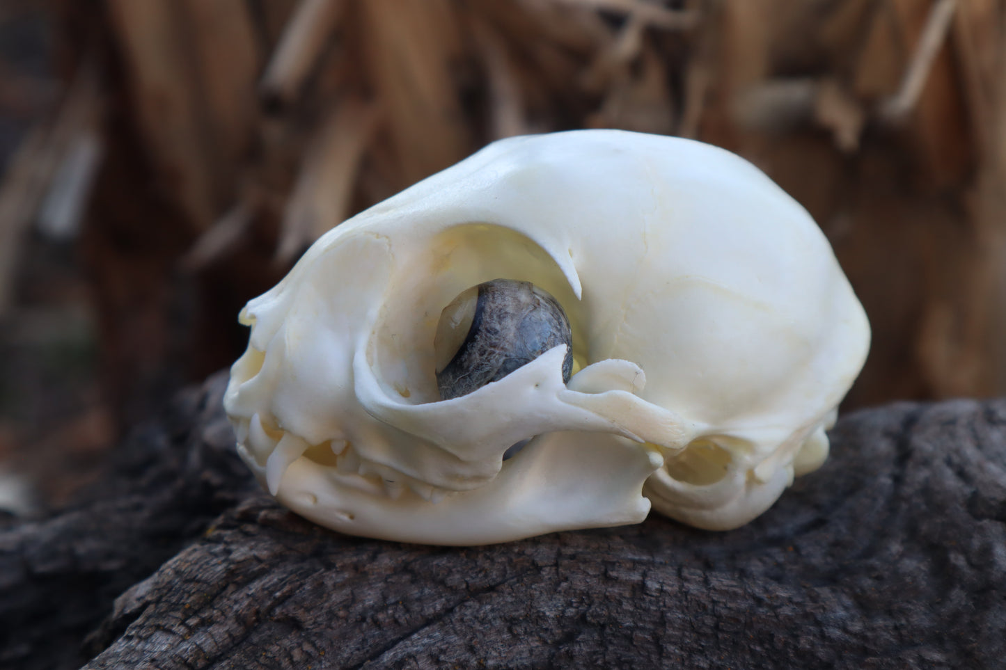 Kitten Skull with Dry Preserved Eyeballs