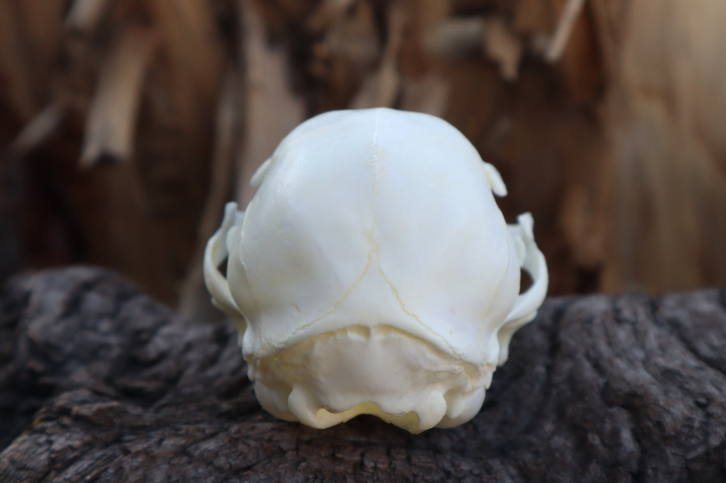 Kitten Skull with Dry Preserved Eyeballs
