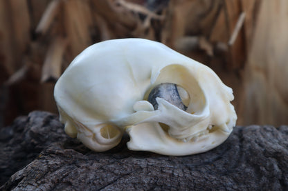 Kitten Skull with Dry Preserved Eyeballs