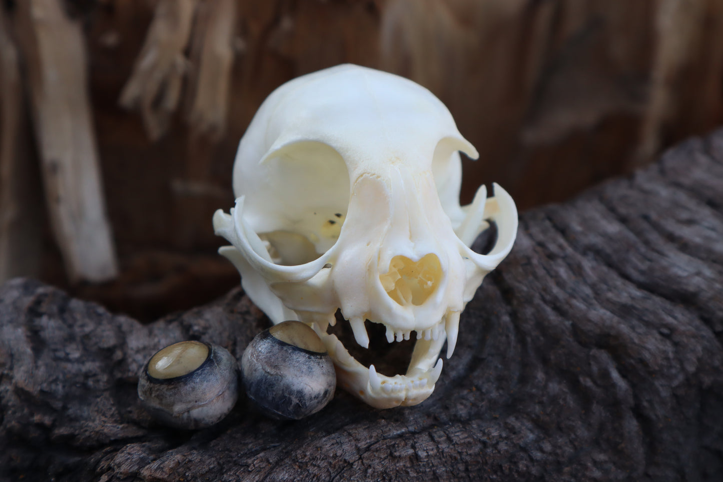 Kitten Skull with Dry Preserved Eyeballs