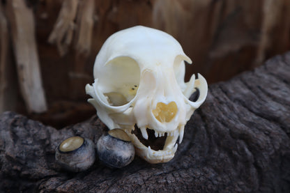 Kitten Skull with Dry Preserved Eyeballs