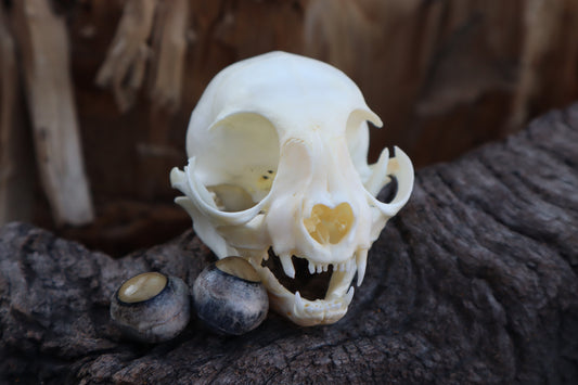 Kitten Skull with Dry Preserved Eyeballs