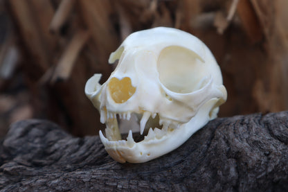 Kitten Skull with Dry Preserved Eyeballs