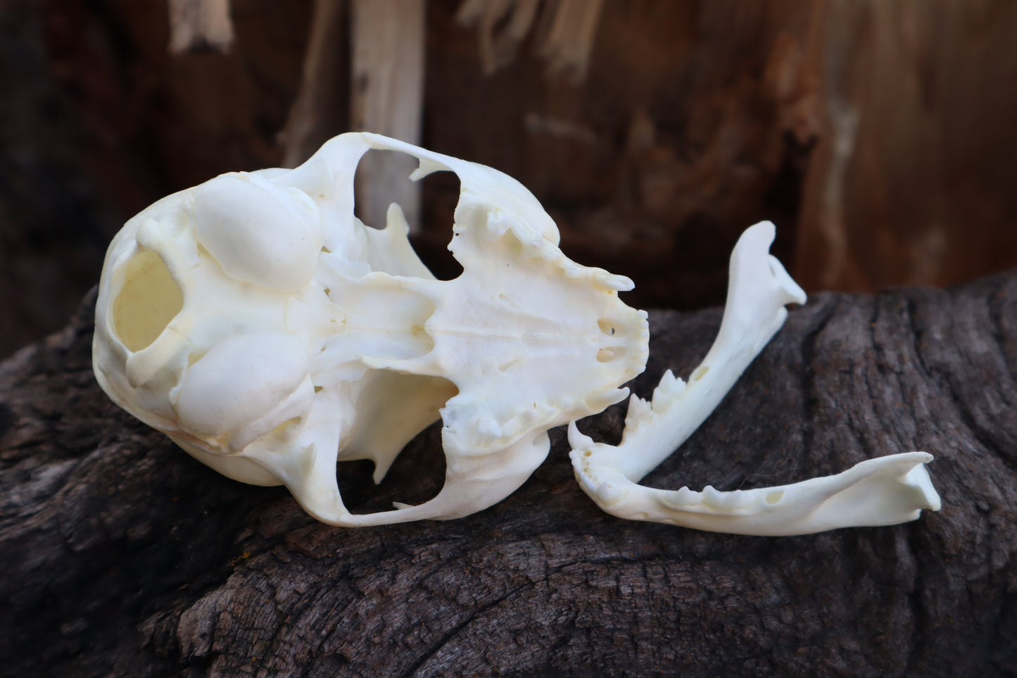 Kitten Skull with Dry Preserved Eyeballs