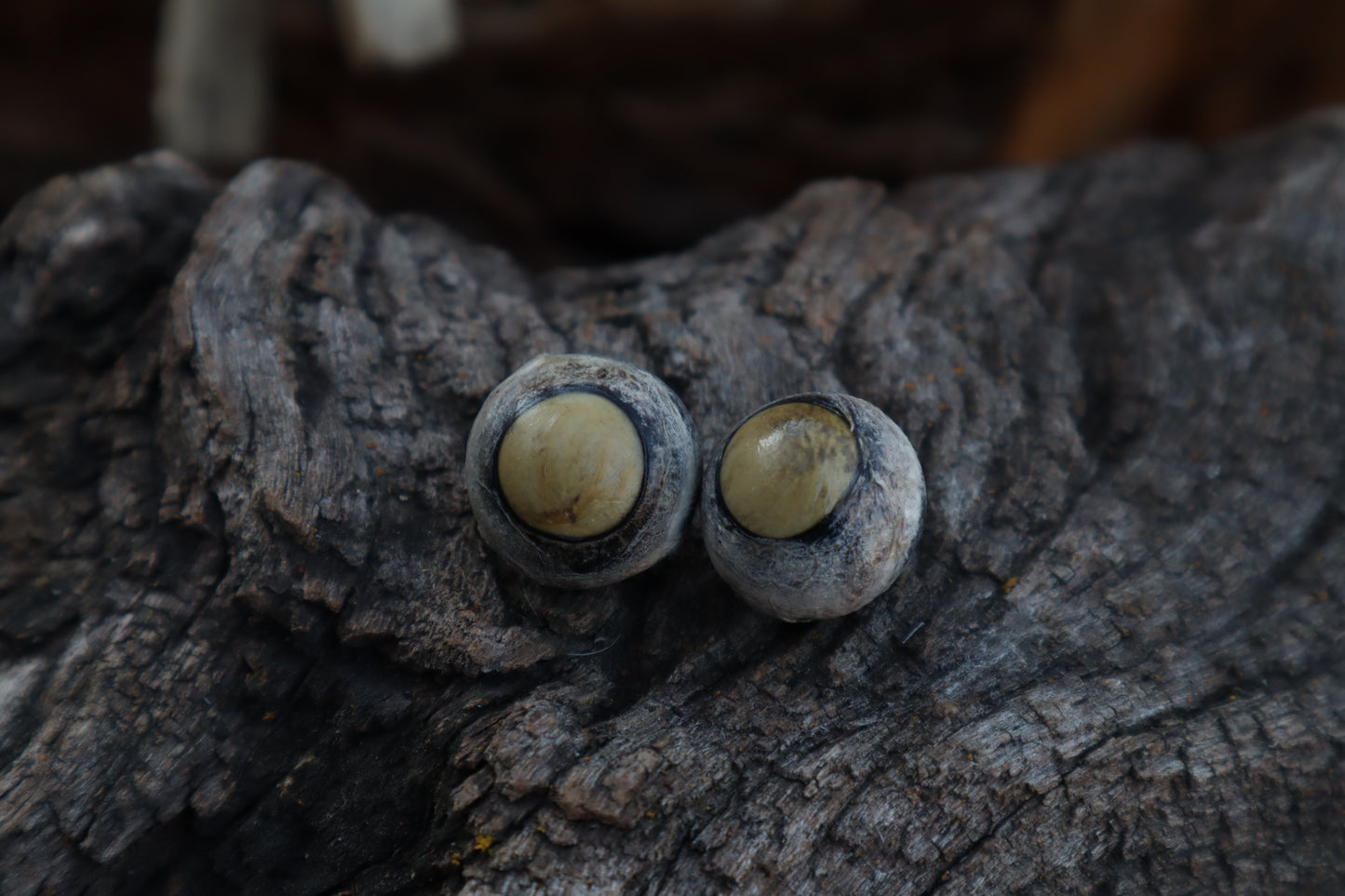 Kitten Skull with Dry Preserved Eyeballs
