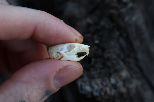Mouse Skull
