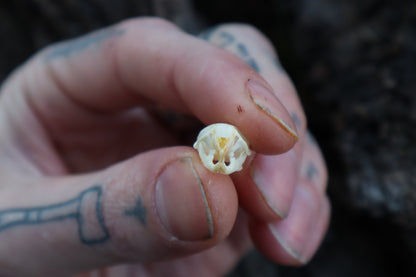 Mouse Skull