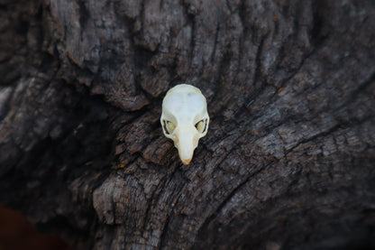 Mouse Skull