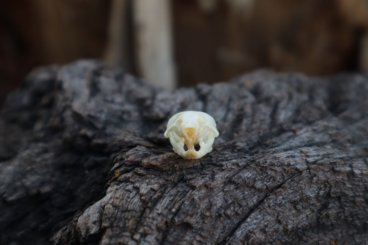 Mouse Skull
