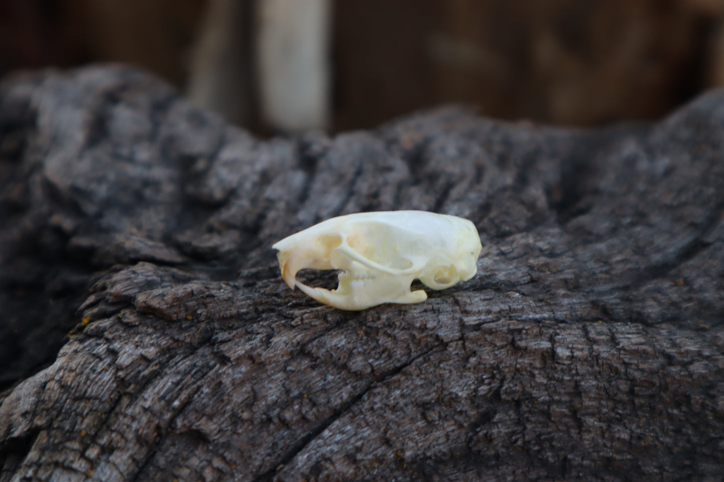Mouse Skull