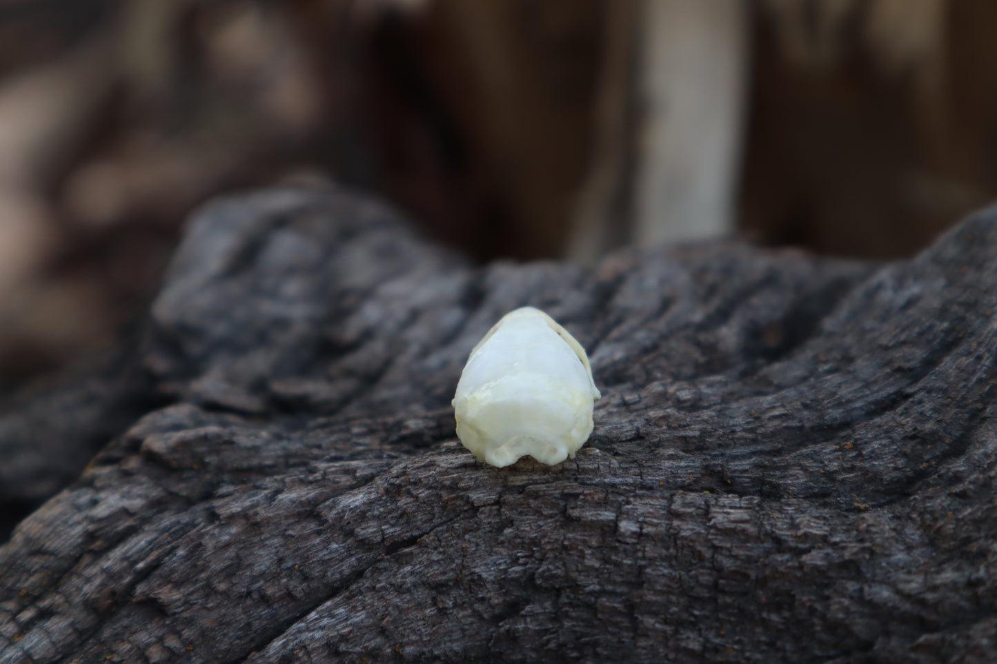Mouse Skull