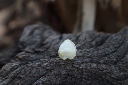 Mouse Skull