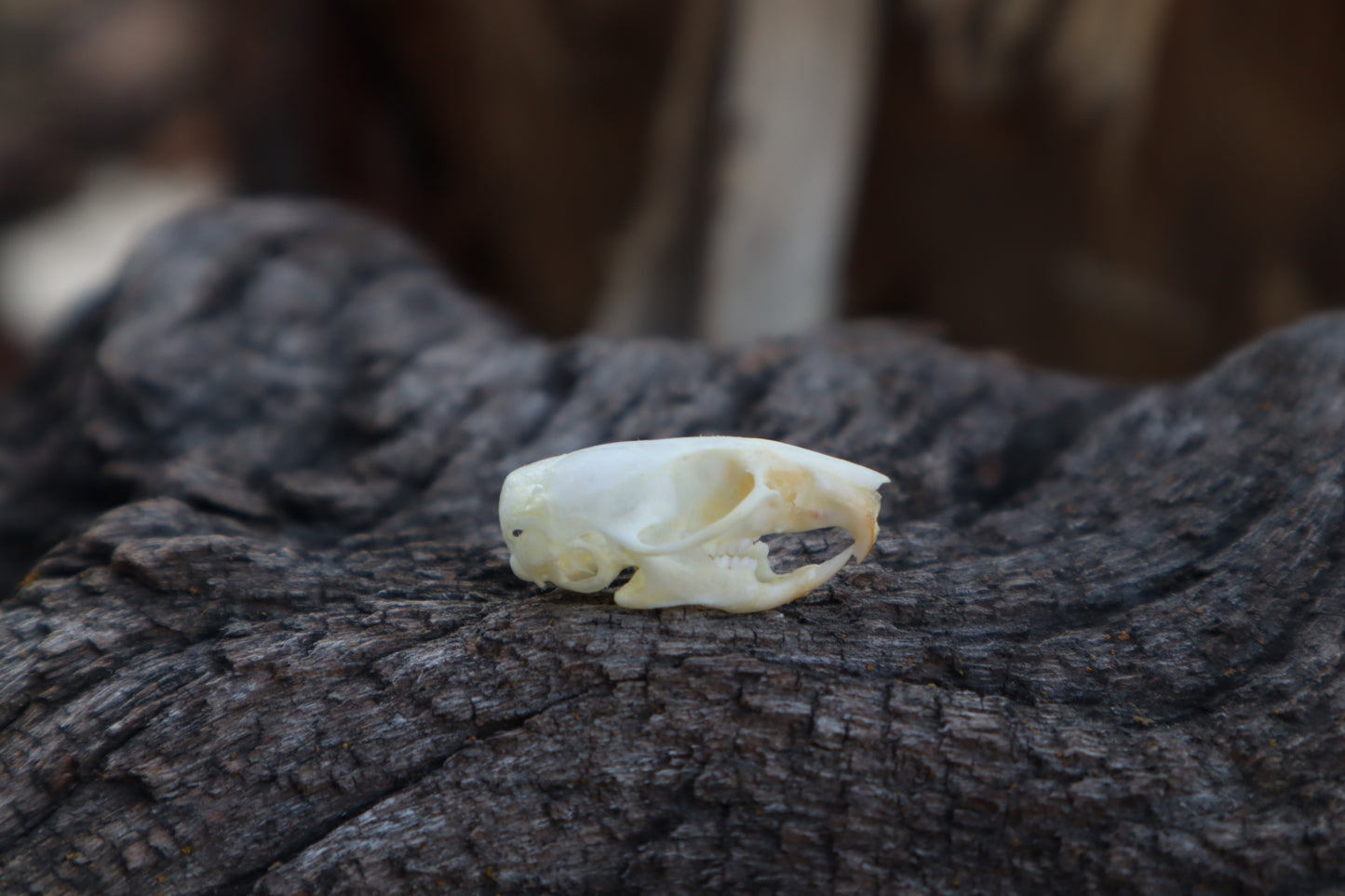 Mouse Skull