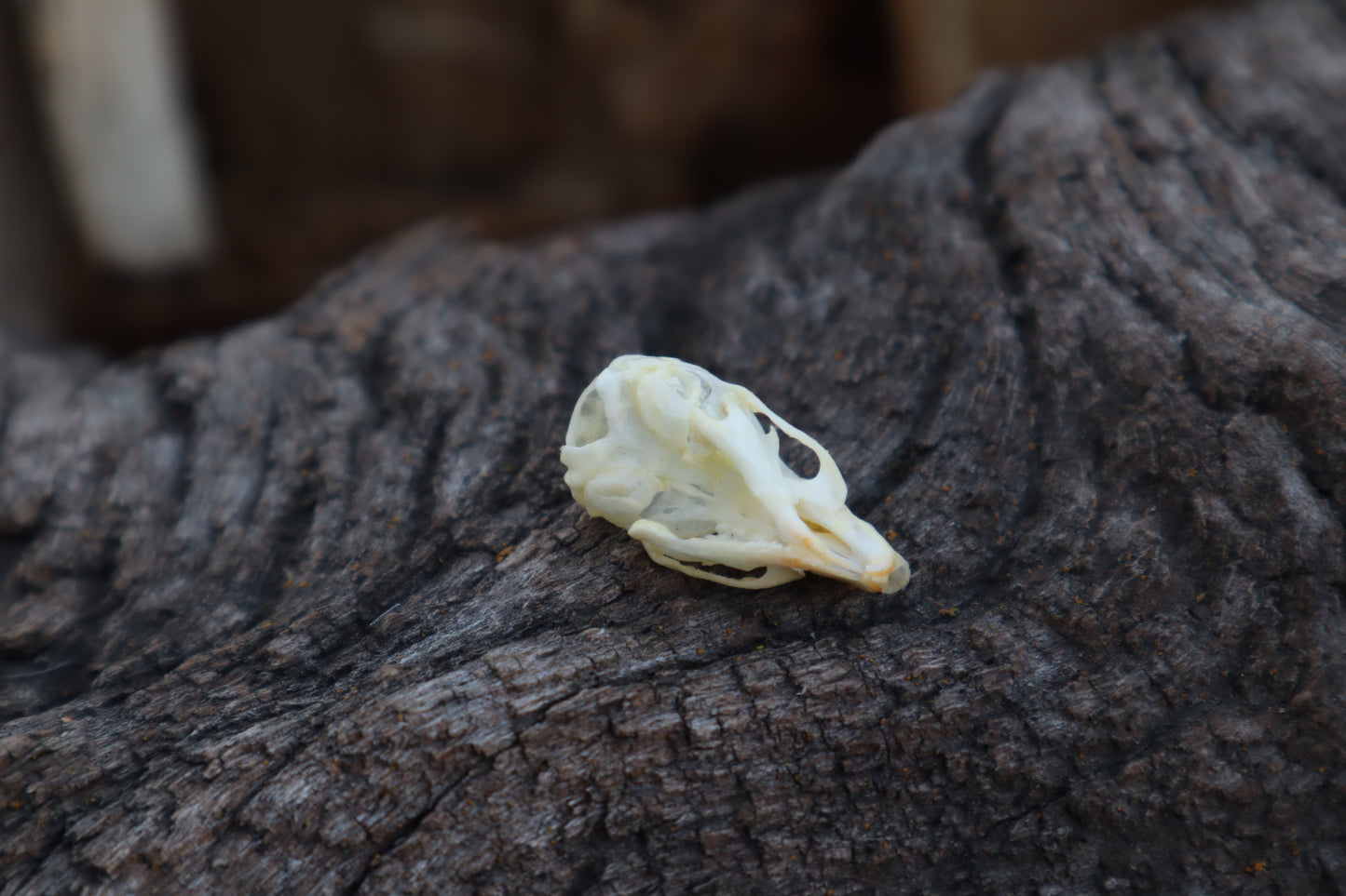 Mouse Skull