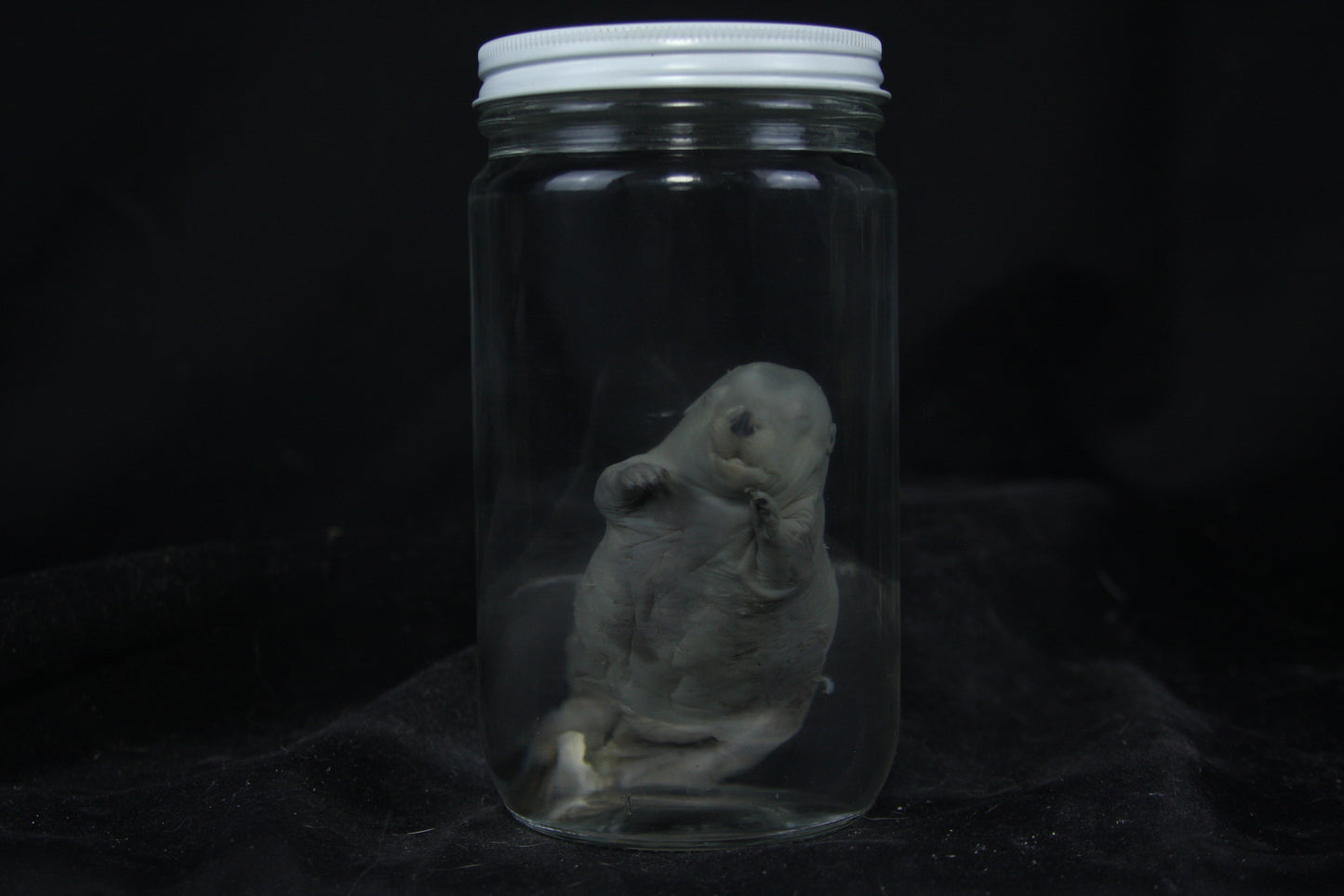 Fetal Beaver Wet Specimen