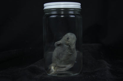 Fetal Beaver Wet Specimen
