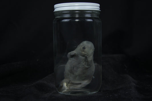 Fetal Beaver Wet Specimen