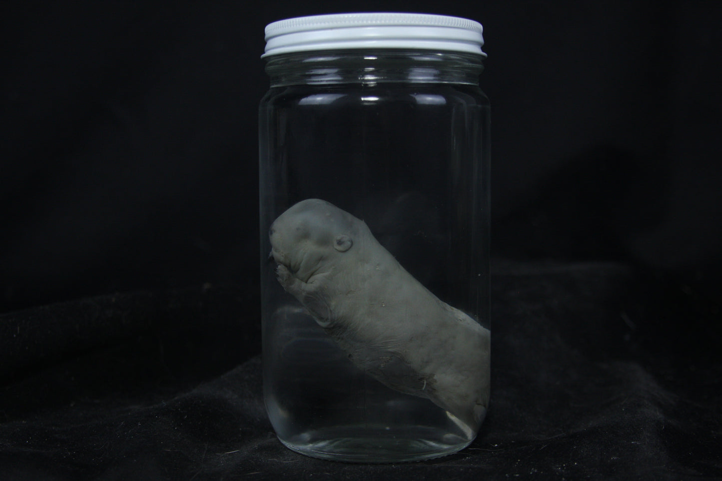 Fetal Beaver Wet Specimen