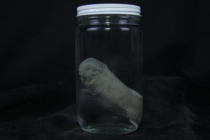 Fetal Beaver Wet Specimen