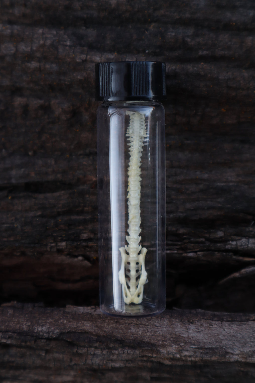 Mouse Spinal Column Articulation