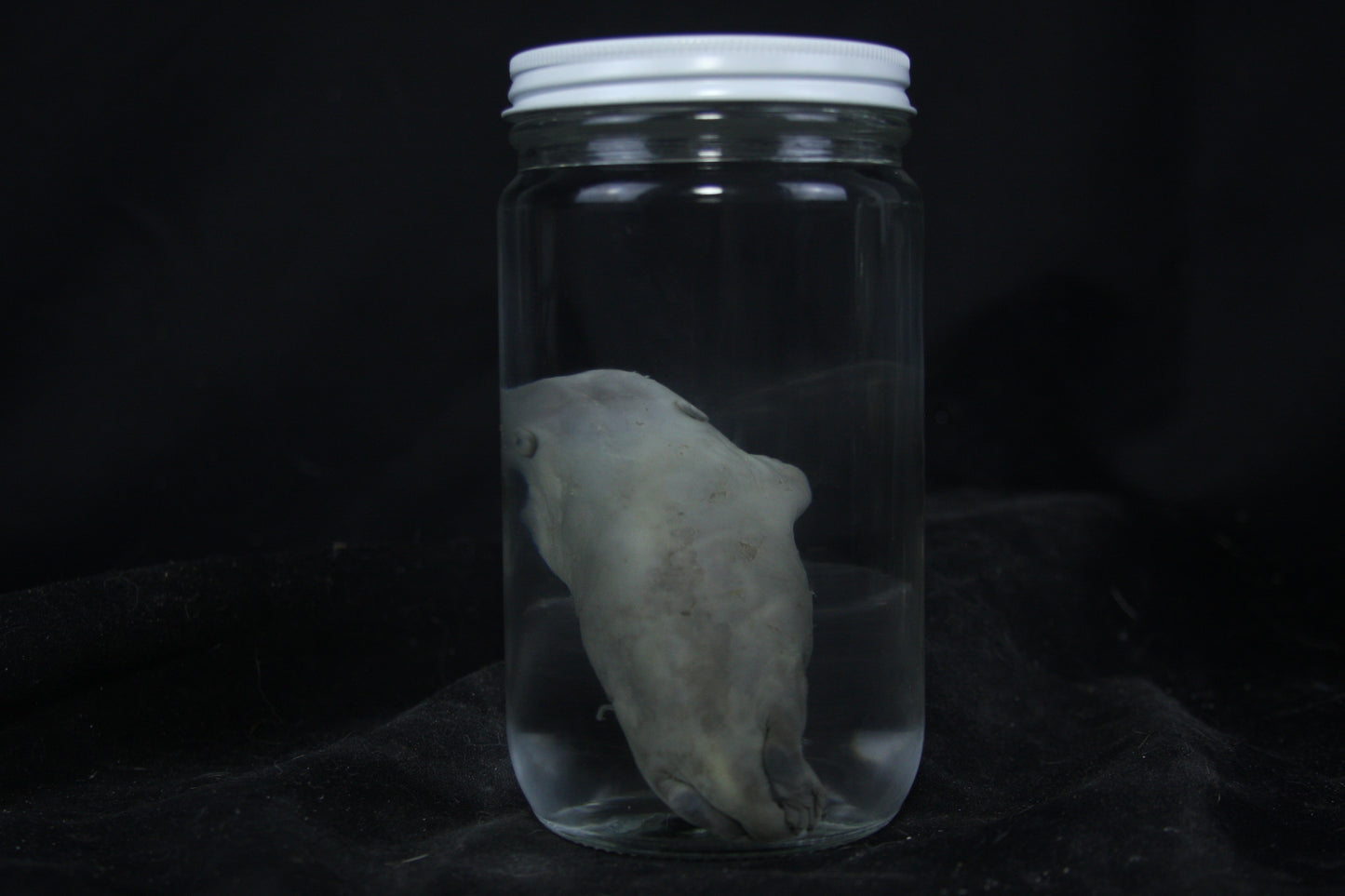 Fetal Beaver Wet Specimen