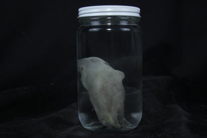 Fetal Beaver Wet Specimen