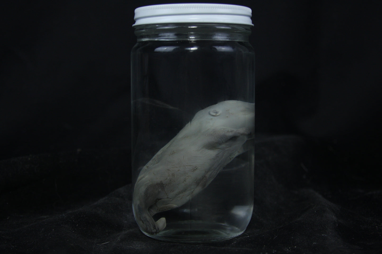 Fetal Beaver Wet Specimen