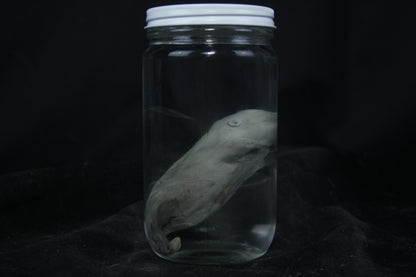 Fetal Beaver Wet Specimen