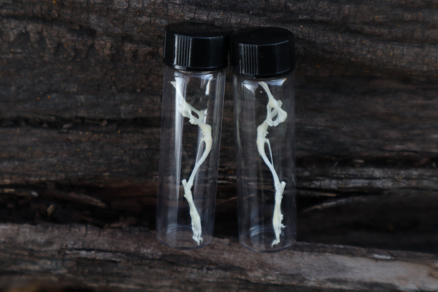 Mouse Leg Articulation