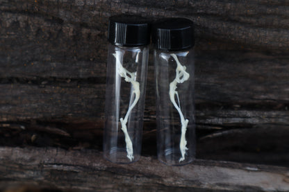 Mouse Leg Articulation