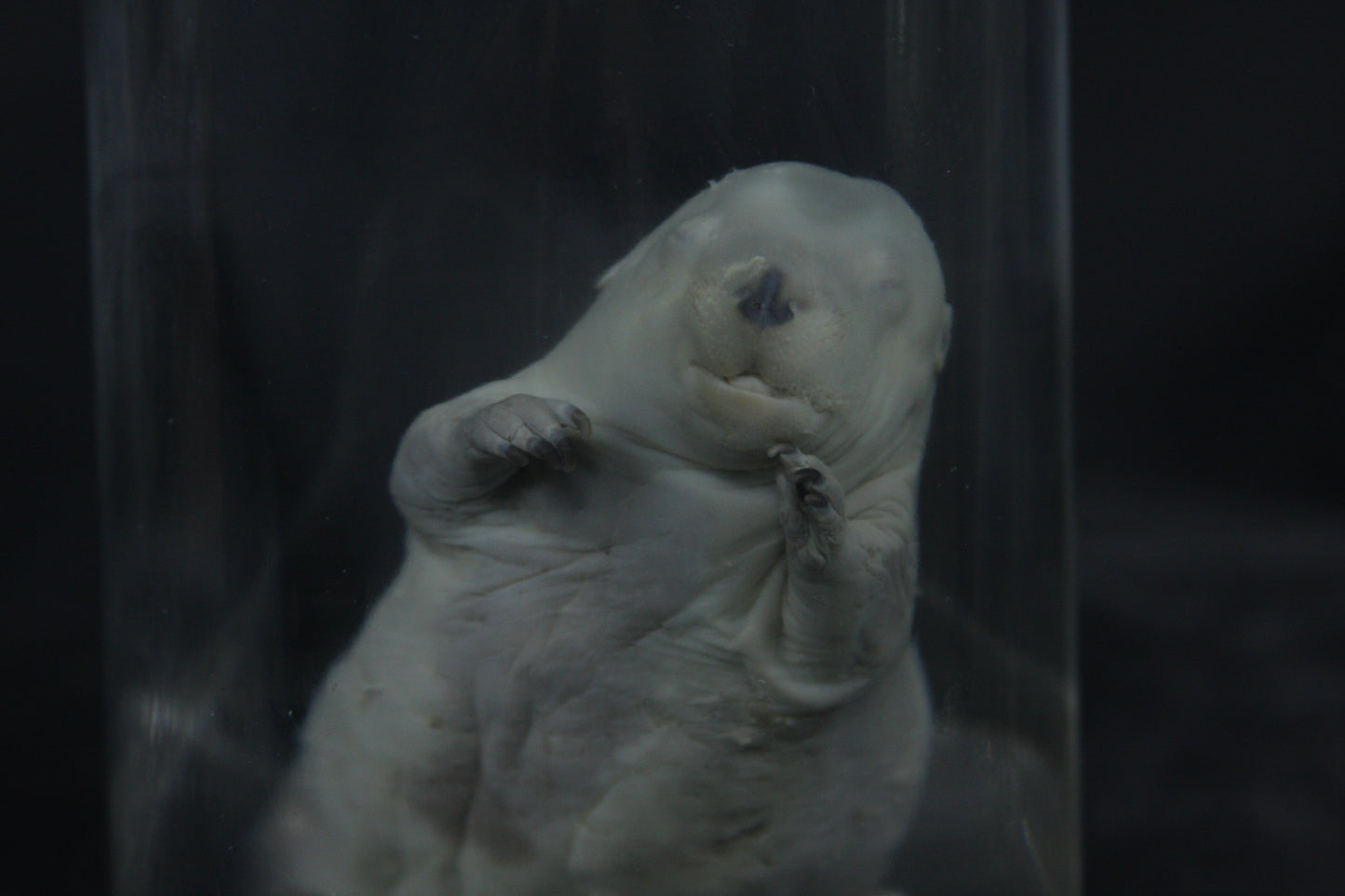 Fetal Beaver Wet Specimen
