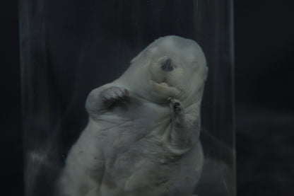 Fetal Beaver Wet Specimen