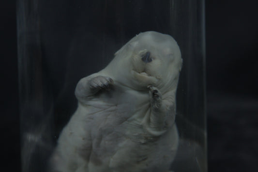 Fetal Beaver Wet Specimen