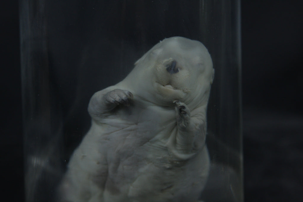 Fetal Beaver Wet Specimen