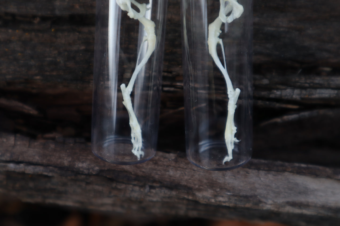 Mouse Leg Articulation
