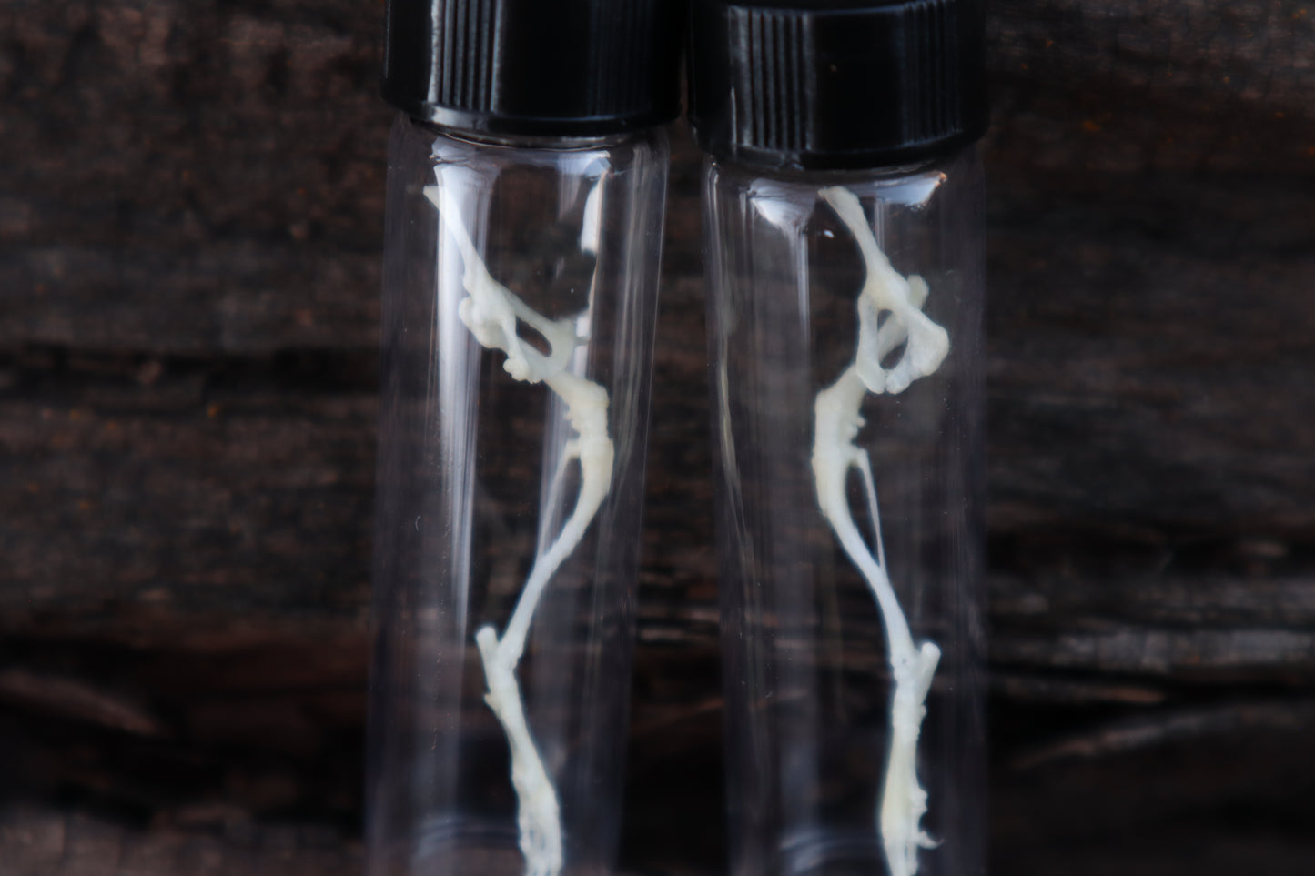 Mouse Leg Articulation