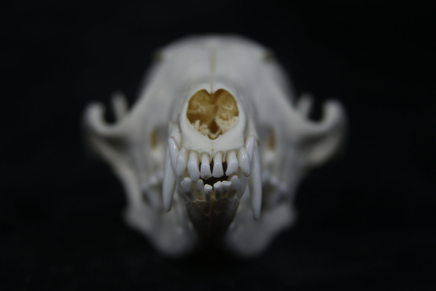 Red Fox Skull