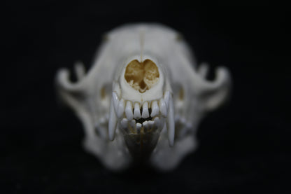 Red Fox Skull
