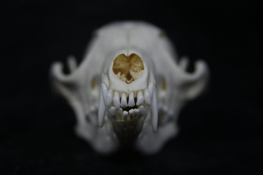 Red Fox Skull